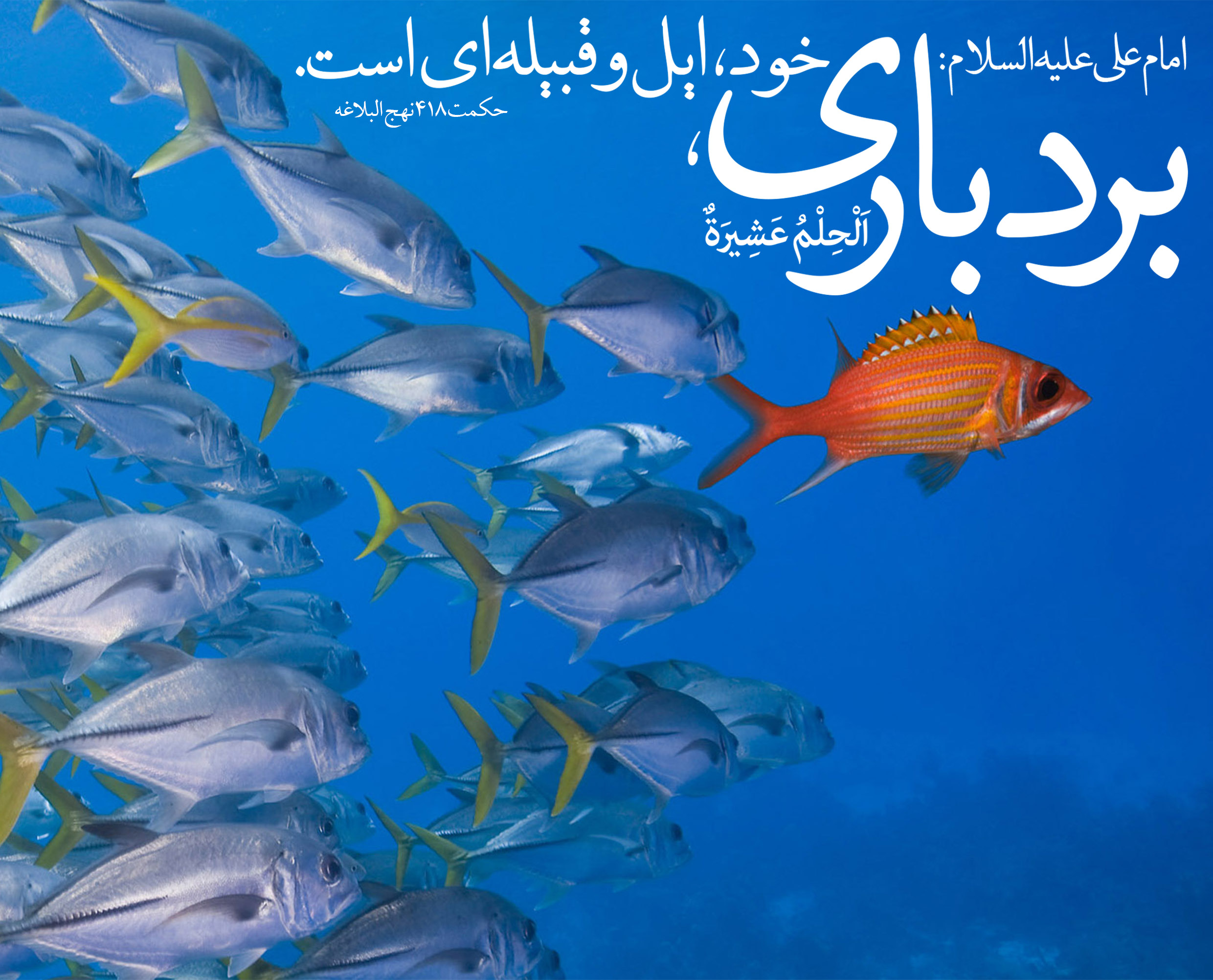 بردباری